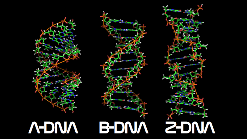 Illustration for article titled Ten Things You Probably Didn't Know About DNA